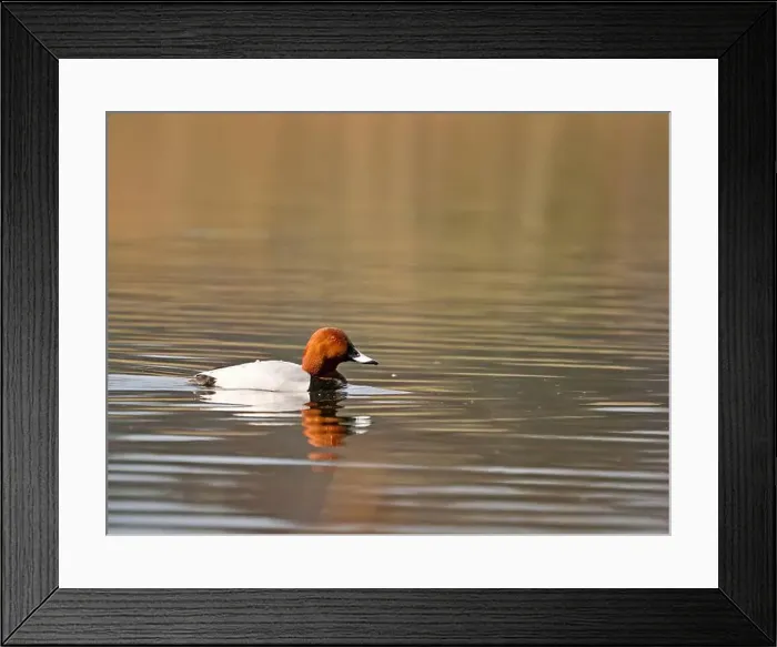 Framed Print : Common Pochard on the Water Framed Print : Common Pochard on the Water