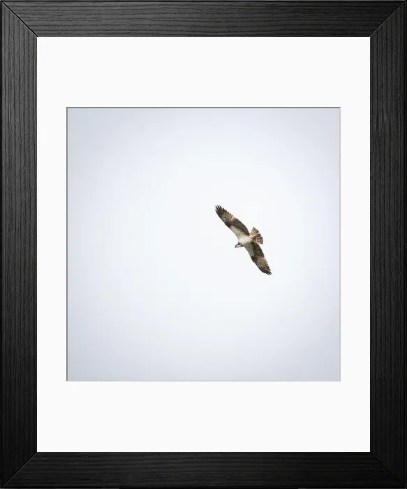 Framed Print : Osprey flying in the sky Framed Print : Osprey flying in the sky
