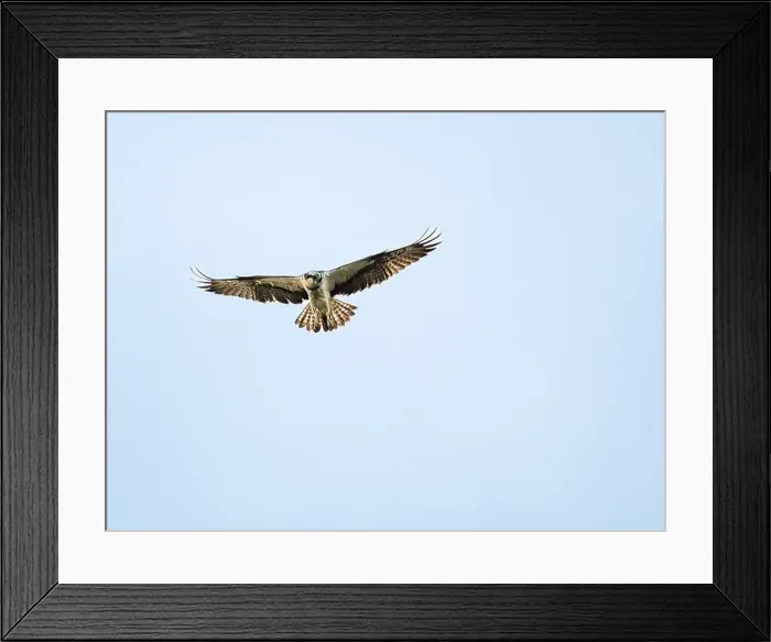 Framed Print : Osprey flying in the sky Framed Print : Osprey flying in the sky