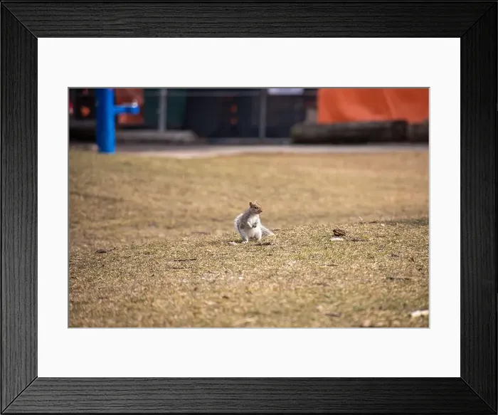 Framed Print : A solitary squirrel stands on dry grass in an urban park, with blurred background and distant structures Framed Print : A solitary squirrel stands on dry grass in an urban park, with blurred background and distant structures