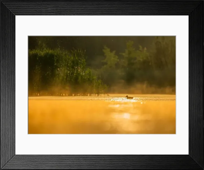Framed Print : Wild duck floating on the water at sunset, beautiful orange color scenery Framed Print : Wild duck floating on the water at sunset, beautiful orange color scenery