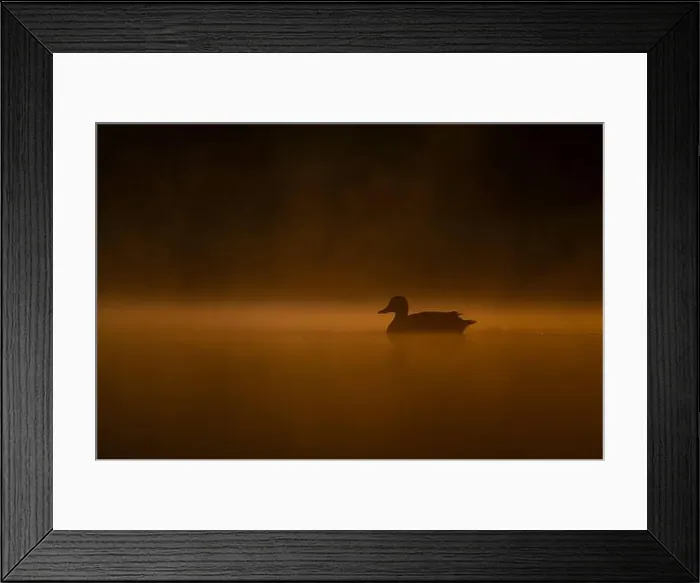 Framed Print : Wild duck floating on the water at sunset, beautiful orange color scenery Framed Print : Wild duck floating on the water at sunset, beautiful orange color scenery