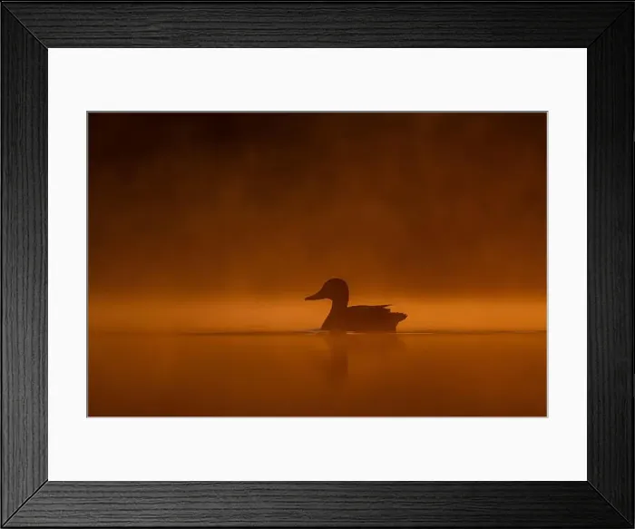 Framed Print : Wild duck floating on the water at sunset, beautiful orange color scenery Framed Print : Wild duck floating on the water at sunset, beautiful orange color scenery