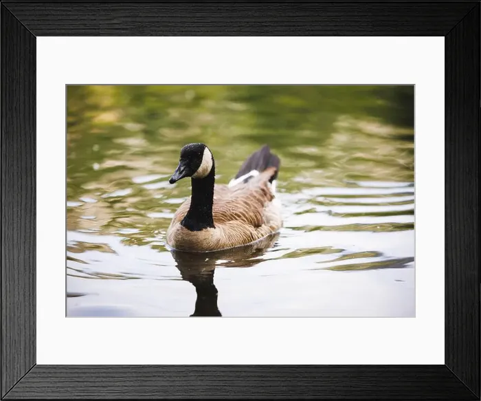 Framed Print : Close-up of a Canadian Goose gracefully gliding on tranquil lake water. Serene nature and wildlife scene Framed Print : Close-up of a Canadian Goose gracefully gliding on tranquil lake water. Serene nature and wildlife scene