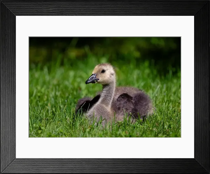 Framed Print : A young gosling in Hatley Castle, Victoria, BC Canada, closeup shot Framed Print : A young gosling in Hatley Castle, Victoria, BC Canada, closeup shot