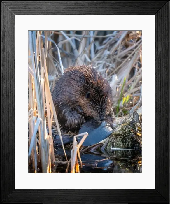 Framed Print : Close Up Beaver Framed Print : Close Up Beaver