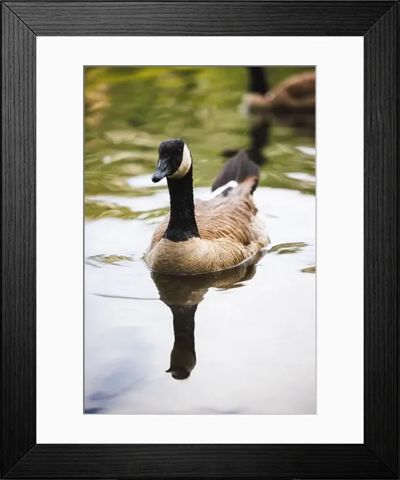Framed Print : Close-up shot of a Canada Goose gliding on serene water, reflecting its elegant form. Natural habitat scene Framed Print : Close-up shot of a Canada Goose gliding on serene water, reflecting its elegant form. Natural habitat scene
