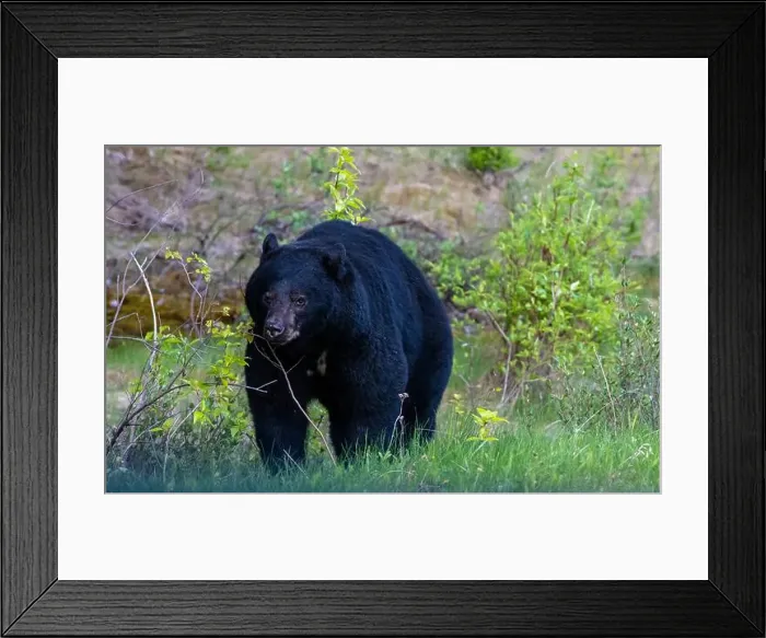Framed Print : American Black Bear in Springtime in Jasper National Park Alberta, Canada Framed Print : American Black Bear in Springtime in Jasper National Park Alberta, Canada
