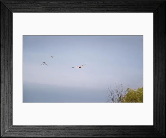 Framed Print : Osprey flying in the sky Framed Print : Osprey flying in the sky