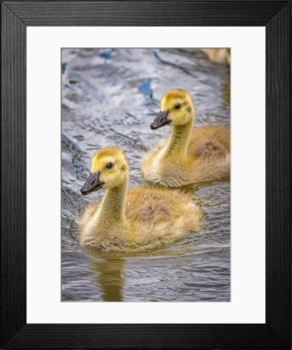 Framed Print : USA, Colorado, Fort Collins. Canada goose goslings in water. ©Fred Lord / Jaynes Gallery / DanitaDelimont.com Framed Print : USA, Colorado, Fort Collins. Canada goose goslings in water. ©Fred Lord / Jaynes Gallery / DanitaDelimont.com