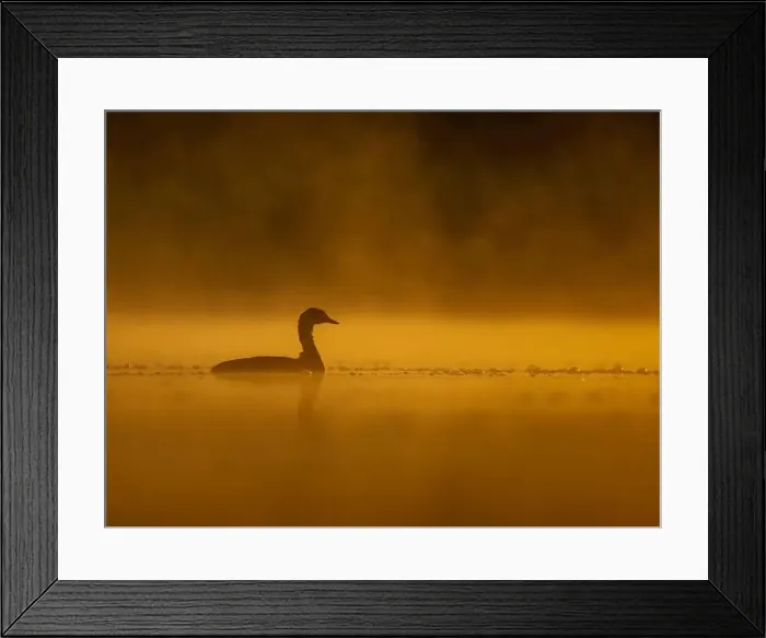 Framed Print : Common moorhen floating on the water at sunset, beautiful orange color scenery Framed Print : Common moorhen floating on the water at sunset, beautiful orange color scenery