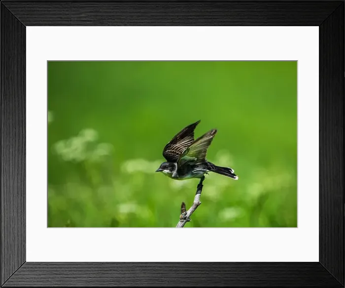 Framed Print : Eastern Kingbird perched on a branch on the lookout for insects Framed Print : Eastern Kingbird perched on a branch on the lookout for insects