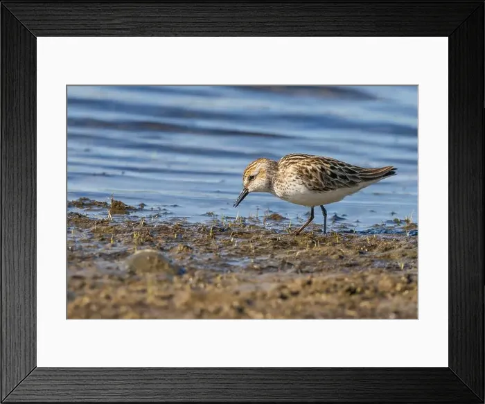 Framed Print : A Semipalmated Sandpiper foraging at the water's edge Framed Print : A Semipalmated Sandpiper foraging at the water's edge