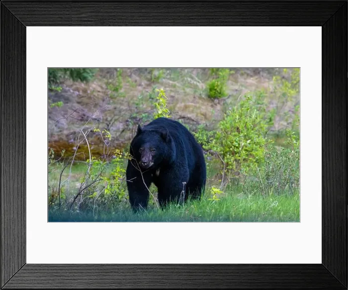 Framed Print : American Black Bear in Springtime in Jasper National Park Alberta, Canada