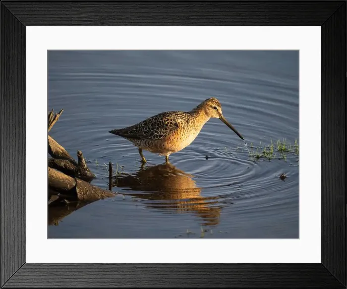 Framed Print : Long-billed Dowitcher During Spring in Fairbanks, Alaska Framed Print : Long-billed Dowitcher During Spring in Fairbanks, Alaska