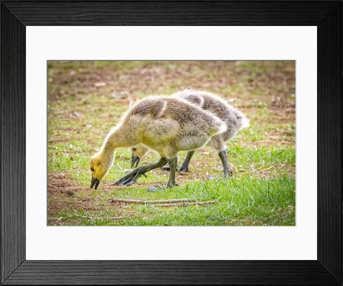 Framed Print : USA, Colorado, Fort Collins. Canada goose goslings on ground. ©Fred Lord / Jaynes Gallery / DanitaDelimont.com Framed Print : USA, Colorado, Fort Collins. Canada goose goslings on ground. ©Fred Lord / Jaynes Gallery / DanitaDelimont.com