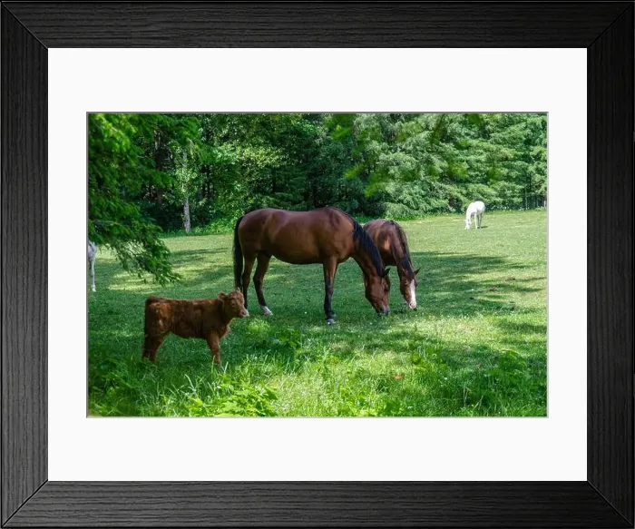 Framed Print : Horses and calf grazing in a meadow Framed Print : Horses and calf grazing in a meadow