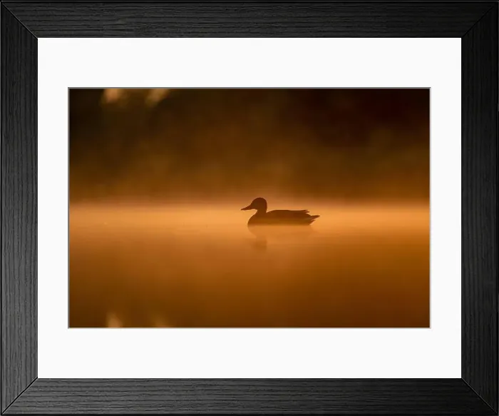 Framed Print : Wild duck floating on the water at sunset, beautiful orange color scenery Framed Print : Wild duck floating on the water at sunset, beautiful orange color scenery