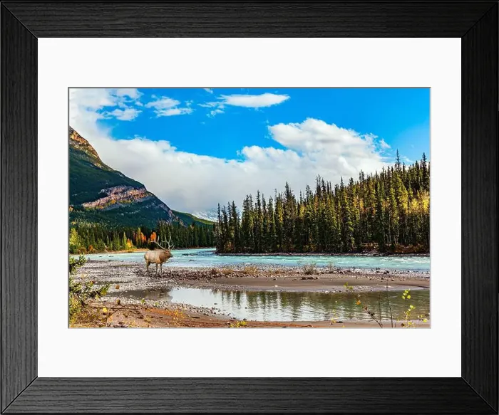Framed Print : Red deer grazing Framed Print : Red deer grazing