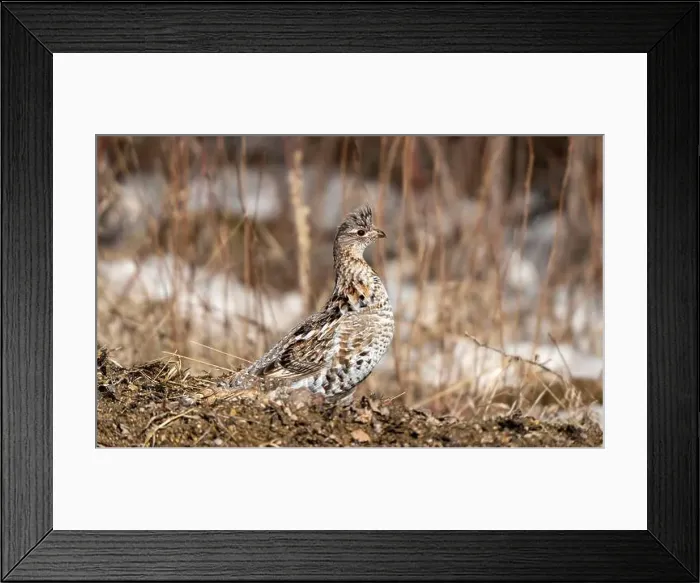 Framed Print : Ruffed Grouse Saskatchewan Framed Print : Ruffed Grouse Saskatchewan
