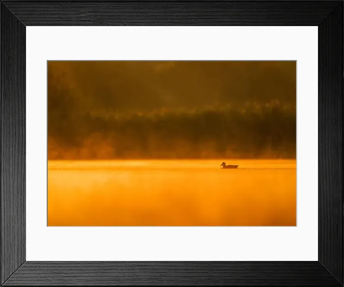 Framed Print : Wild duck floating on the water at sunset, beautiful orange color scenery Framed Print : Wild duck floating on the water at sunset, beautiful orange color scenery