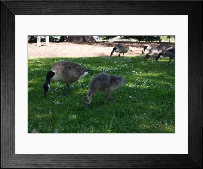 Framed Print : Canadian Goose and baby feeding in Kew Gardens in London Framed Print : Canadian Goose and baby feeding in Kew Gardens in London