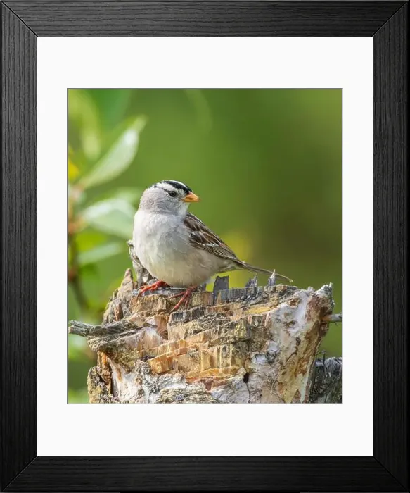 Framed Print : Male White-crowned Sparrow Posing on a Stump Framed Print : Male White-crowned Sparrow Posing on a Stump