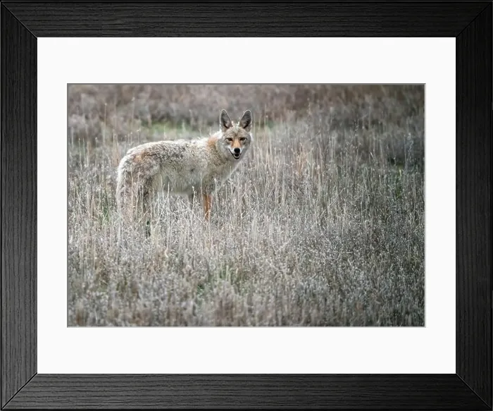 Framed Print : Prairie Coyote Canada Framed Print : Prairie Coyote Canada