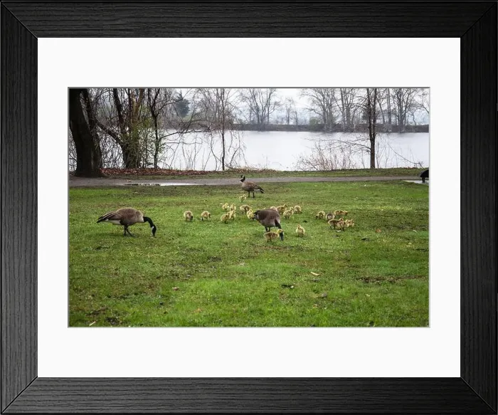 Framed Print : Canada geese with goslings at Rapids Park in LaSalle, Montreal, Quebec, Canada Framed Print : Canada geese with goslings at Rapids Park in LaSalle, Montreal, Quebec, Canada