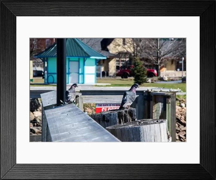 Framed Print : Pigeons at the wharf in downtown St. Stephen, New Brunswick, Canada Framed Print : Pigeons at the wharf in downtown St. Stephen, New Brunswick, Canada