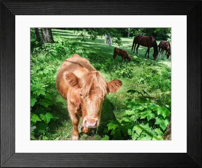 Framed Print : Horses and calf grazing in a meadow Framed Print : Horses and calf grazing in a meadow