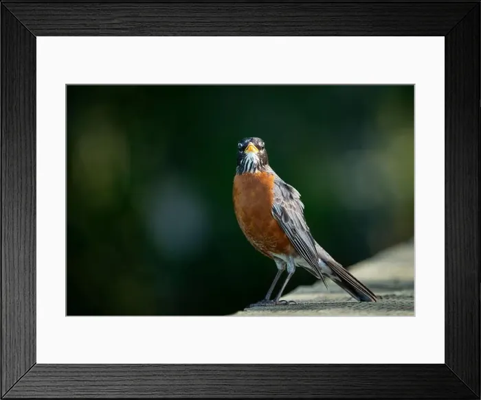 Framed Print : American Robin perched in a public park Framed Print : American Robin perched in a public park
