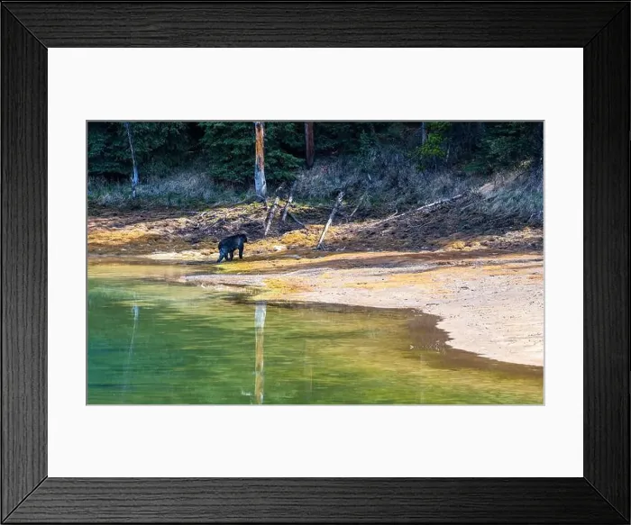 Framed Print : American Black Bear in Springtime in Jasper National Park Alberta, Canada
