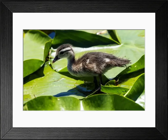 Framed Print : Closeup of a young Wood Duck perching on lily pads in Quebec marsh Framed Print : Closeup of a young Wood Duck perching on lily pads in Quebec marsh