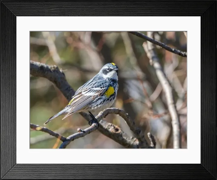 Framed Print : Myrtle Yellow-rumped Warbler in Fairbanks, Alaska Framed Print : Myrtle Yellow-rumped Warbler in Fairbanks, Alaska