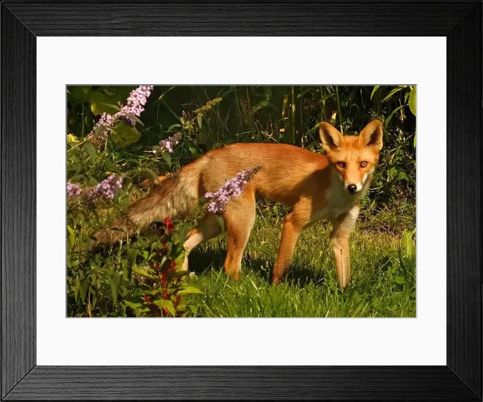 Framed Print : Red fox in the grass day Framed Print : Red fox in the grass day