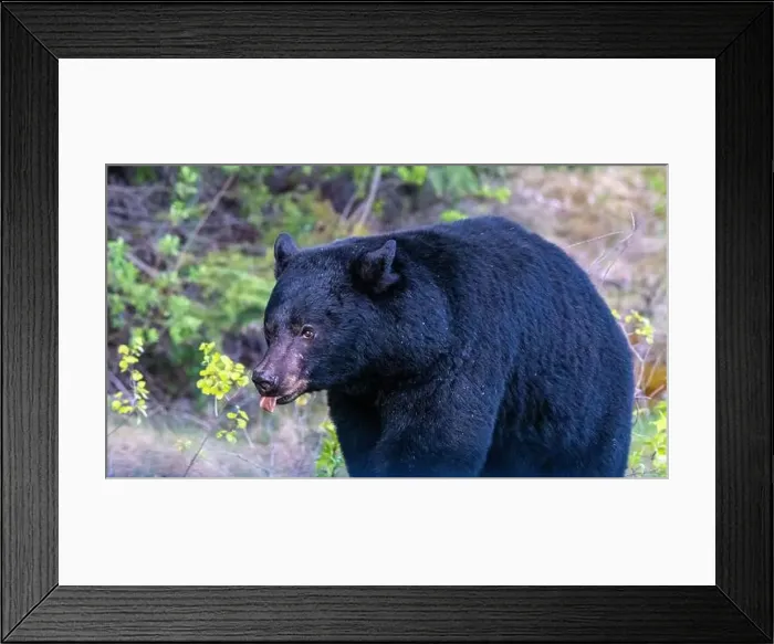 Framed Print : American Black Bear in Springtime in Jasper National Park Alberta, Canada Framed Print : American Black Bear in Springtime in Jasper National Park Alberta, Canada