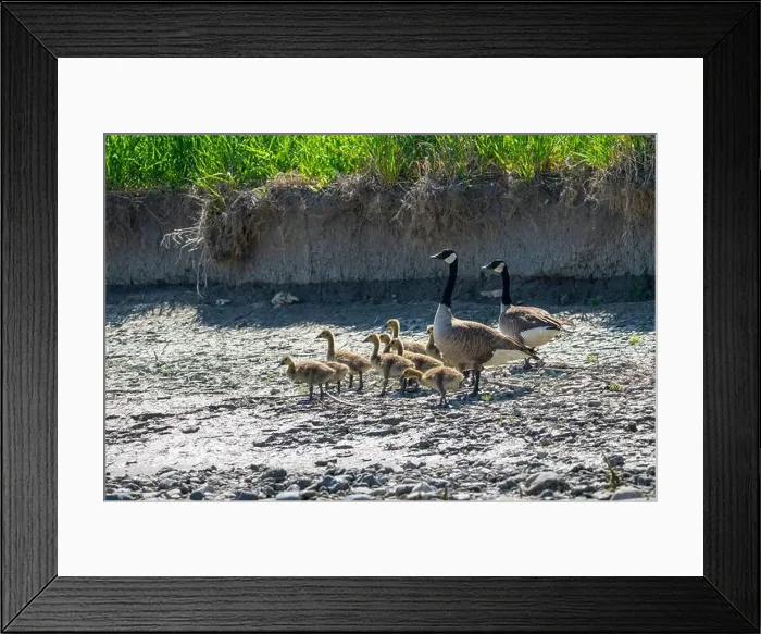 Framed Print : Canada Goose family along the shores of the St. Lawrence River in Canada Framed Print : Canada Goose family along the shores of the St. Lawrence River in Canada