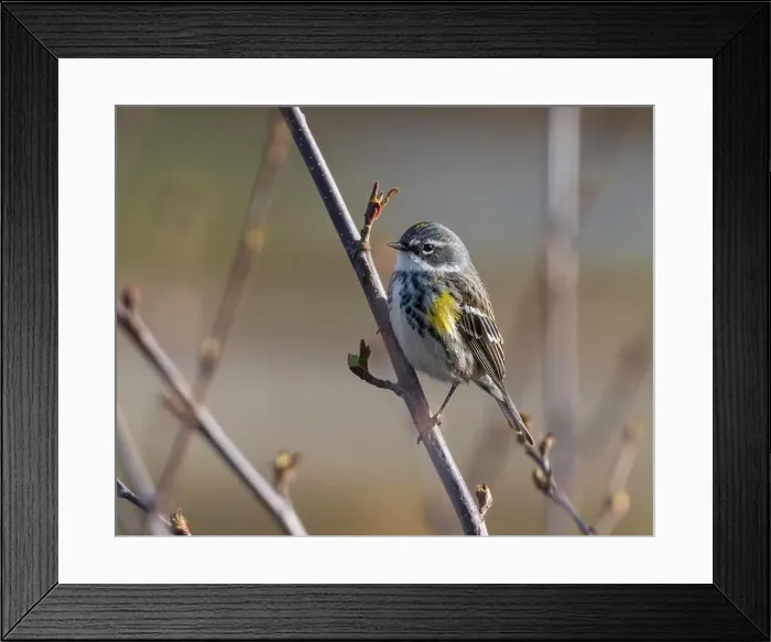 Framed Print : Yellow-rumped Warbler in Alaska Framed Print : Yellow-rumped Warbler in Alaska