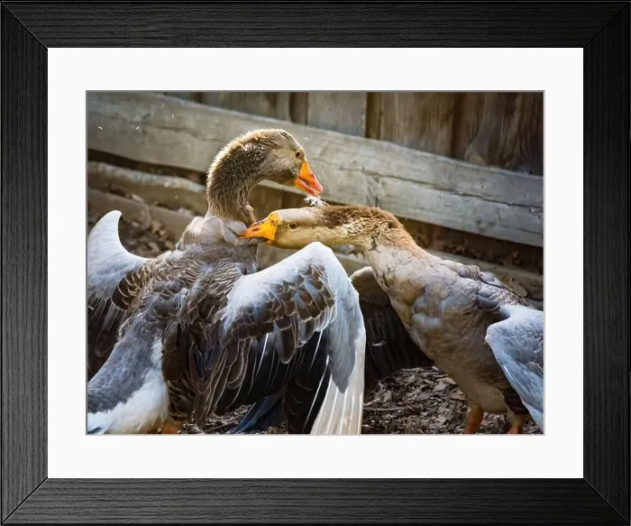 Framed Print : Couple fighting geese on the farm, two geese have a fierce battle on the grass of farm Framed Print : Couple fighting geese on the farm, two geese have a fierce battle on the grass of farm