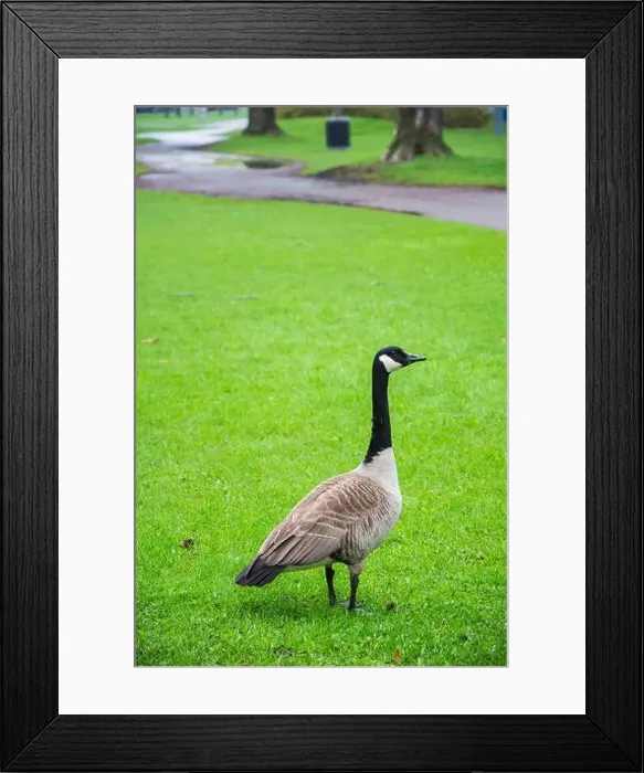 Framed Print : Adult Canada goose at Rapids Park in LaSalle, Montreal, Quebec, Canada Framed Print : Adult Canada goose at Rapids Park in LaSalle, Montreal, Quebec, Canada