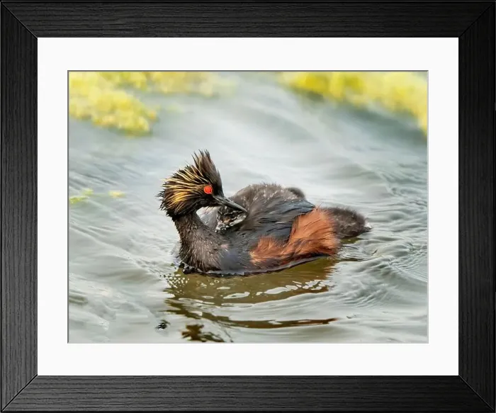 Framed Print : Eared Grebe Canada Framed Print : Eared Grebe Canada