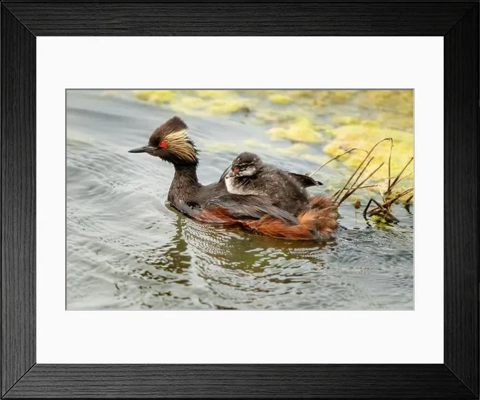 Framed Print : Eared Grebe Canada Framed Print : Eared Grebe Canada