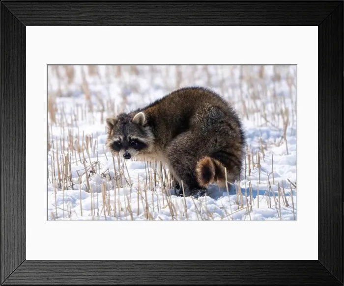 Framed Print : Close Up Racoon Framed Print : Close Up Racoon