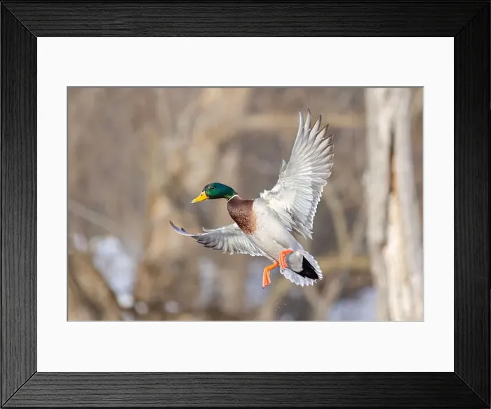 Framed Print : Mallard drake duck coming in for a landing on the Ottawa river in a Canadian winter Framed Print : Mallard drake duck coming in for a landing on the Ottawa river in a Canadian winter