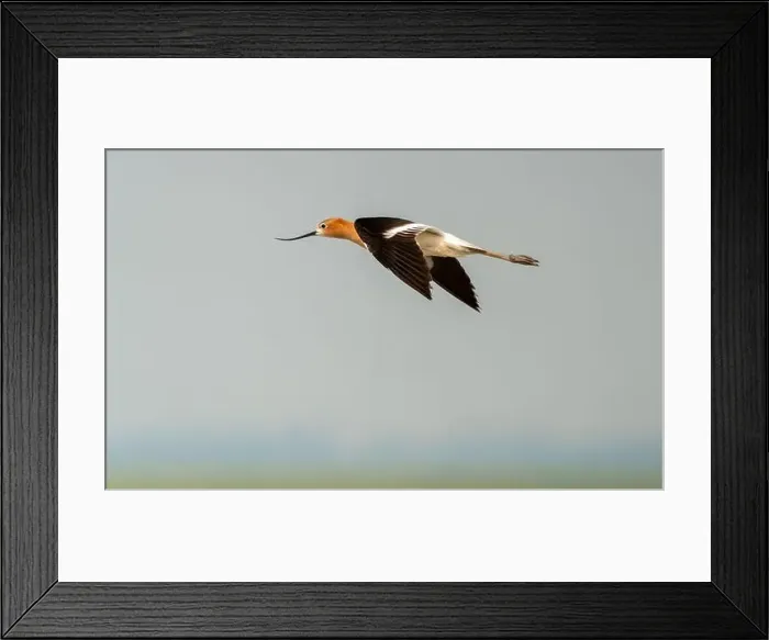 Framed Print : Avocet in Flight Framed Print : Avocet in Flight