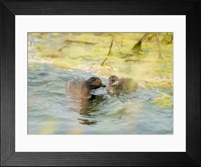 Framed Print : Eared Grebe Canada Framed Print : Eared Grebe Canada