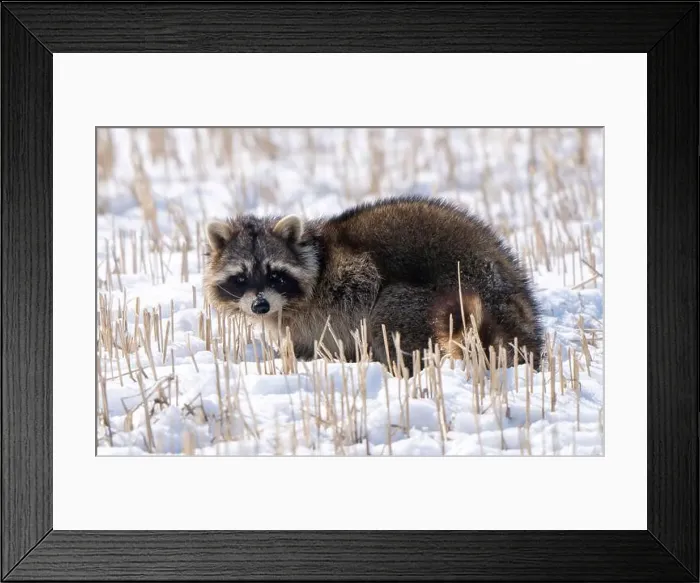 Framed Print : Close Up Racoon