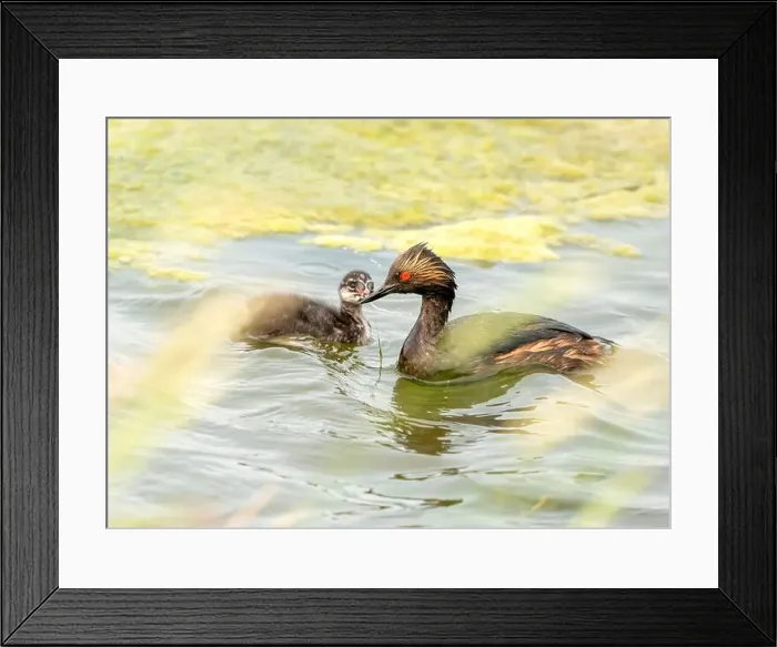 Framed Print : Eared Grebe Canada Framed Print : Eared Grebe Canada