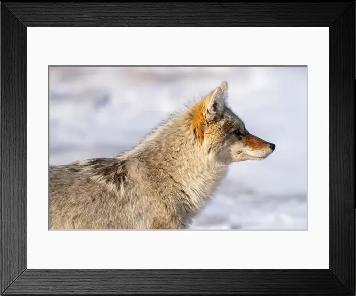 Framed Print : Prairie Coyote Canada Framed Print : Prairie Coyote Canada
